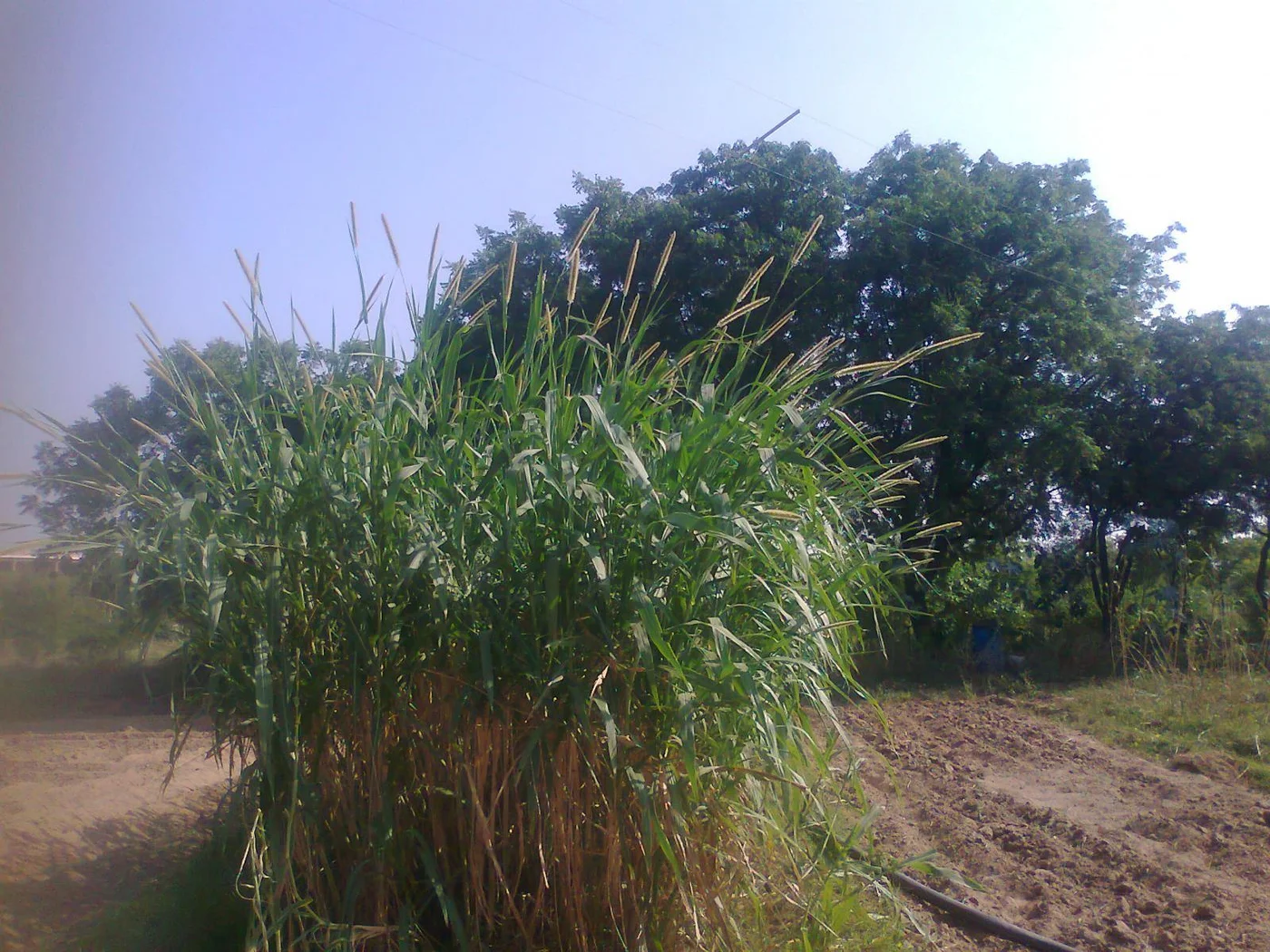 Napier grass at its peak